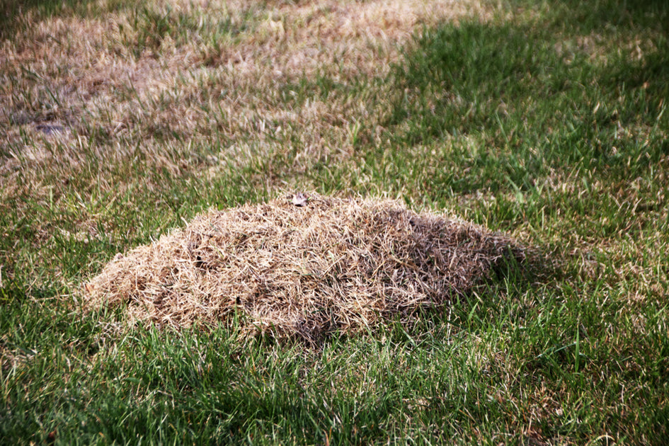 What Is Lawn Thatch Earth Smart Solutions Environmental Solutions