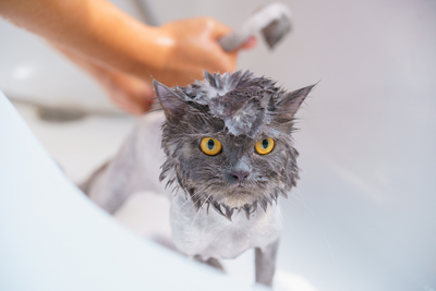 Do Cats Need Baths? When & Why You Should Wash Your Cat