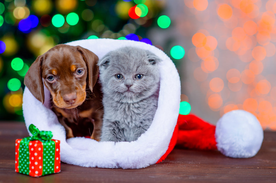 Furry Friends and Festive Cheer: Christmas Gift Ideas for Pet-Loving F ...