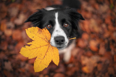 Fall Photo Ideas for Your Furry Best Friend - Your Dog